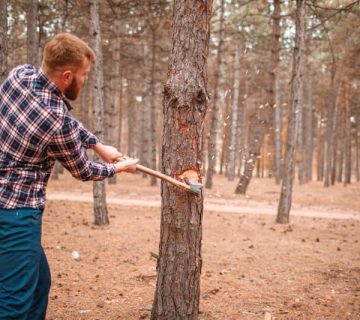 TREE CUTTING