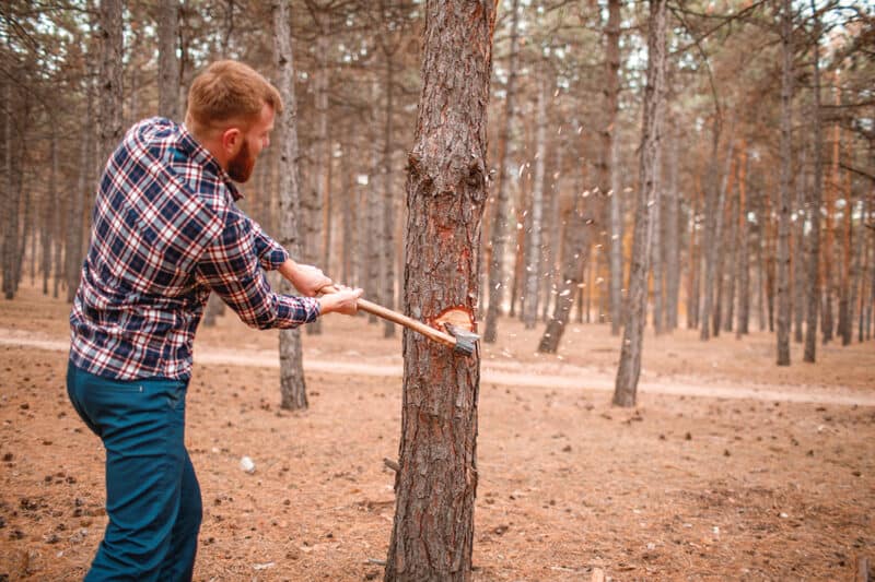 TREE CUTTING